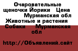 Очаровательные щеночки Йорики › Цена ­ 15 000 - Мурманская обл. Животные и растения » Собаки   . Мурманская обл.